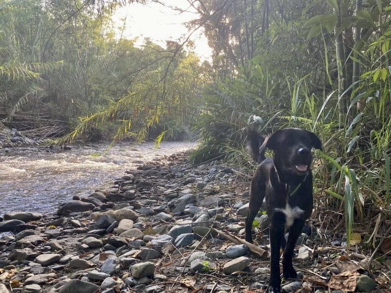 Hund Shavi am Fluss